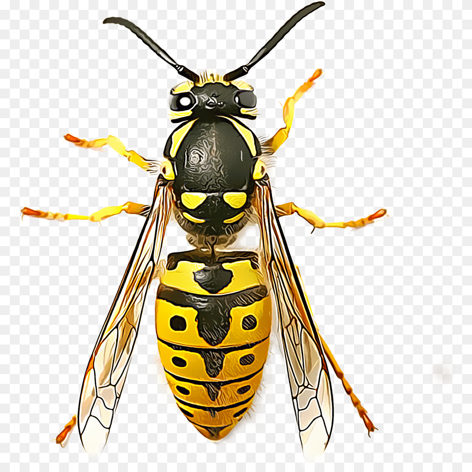 Wasp Wasp Seen From Above, Animal, Bee, Insect, Invertebrate Png