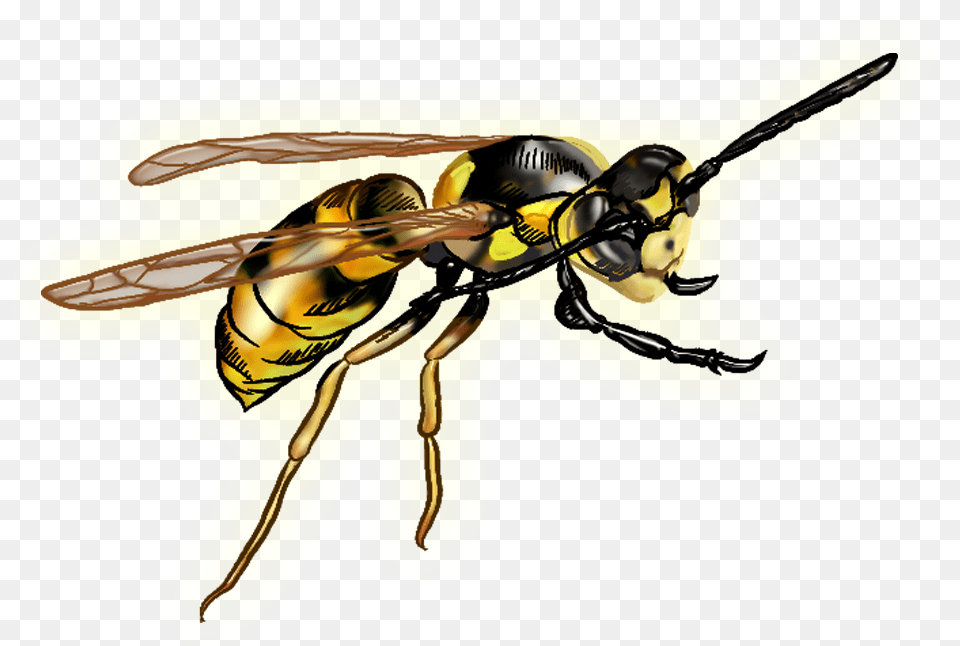 Wasp Wasp With Clear Background, Animal, Bee, Insect, Invertebrate Free Transparent Png