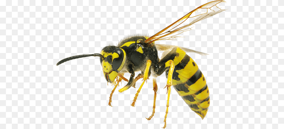 Wasps, Animal, Bee, Insect, Invertebrate Free Png Download