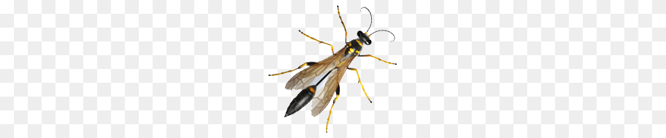 Wasps, Animal, Bee, Insect, Invertebrate Free Transparent Png