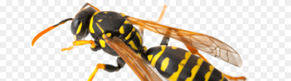 Wasps Wasp Nest In Southern California, Animal, Bee, Insect, Invertebrate Free Transparent Png