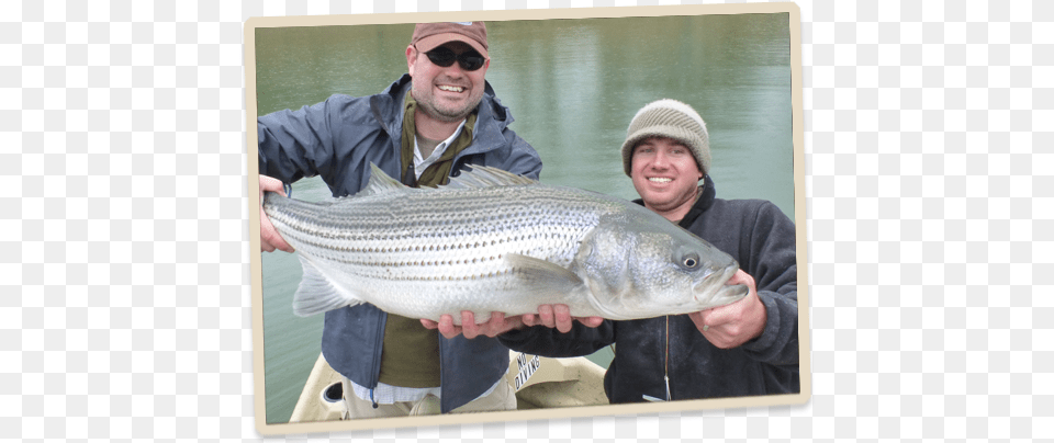 Watauga Lake Fishing, Animal, Fish, Sea Life, Male Free Transparent Png