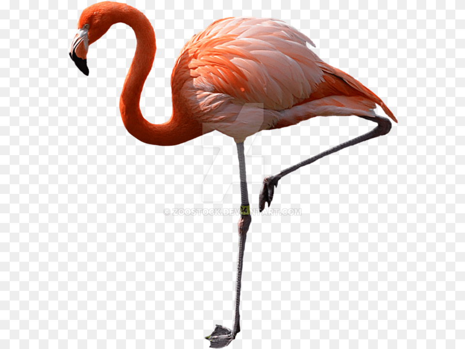 Watch Pink Flamingos Flamant Rose Sur Une Patte, Animal, Bird, Flamingo Png Image