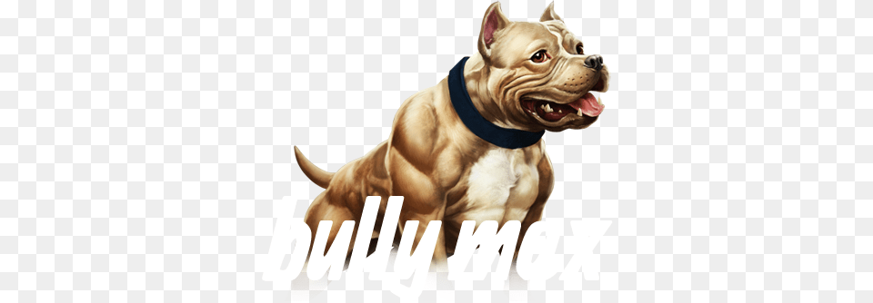 Watch Pit Bull Puppy Training Videos And Read Pitbull Bully Max Muscle Building Dog Chews, Animal, Bulldog, Canine, Mammal Png Image