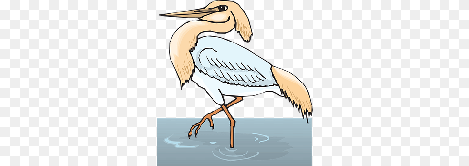 Water Animal, Stork, Waterfowl, Crane Bird Free Transparent Png