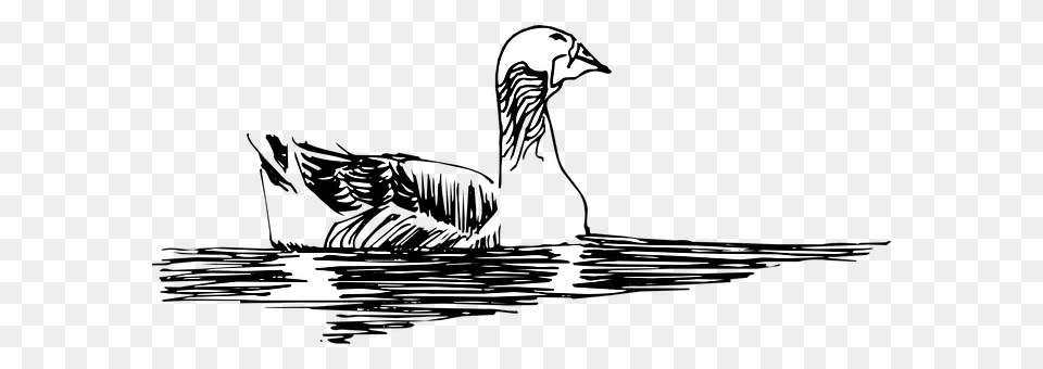 Water Animal, Bird, Goose, Waterfowl Free Transparent Png