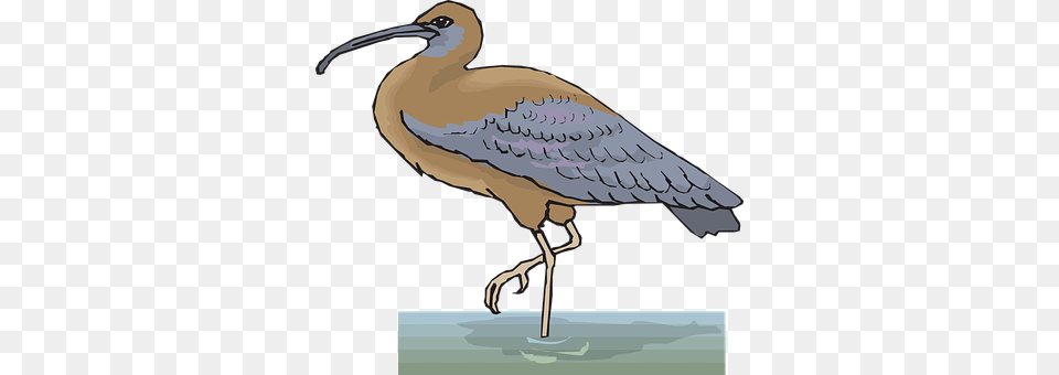 Water Animal, Waterfowl, Bird, Beak Free Transparent Png