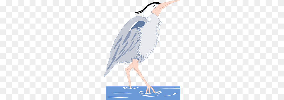Water Animal, Bird, Waterfowl, Heron Png