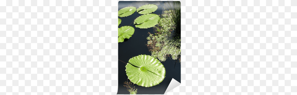 Water, Flower, Pond, Plant, Outdoors Free Png Download