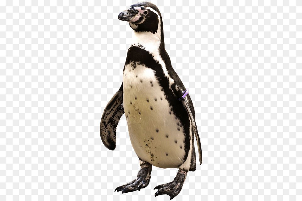 Water Animals, Animal, Bird, Penguin Free Transparent Png