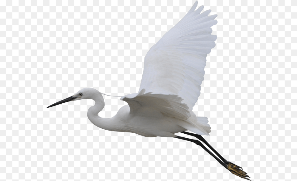 Water Bird, Animal, Heron, Waterfowl, Egret Free Transparent Png