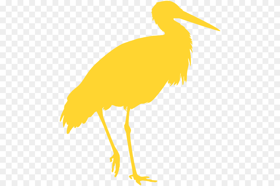 Water Bird, Animal, Crane Bird, Stork, Waterfowl Free Png Download