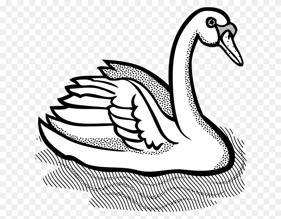 Water Bird Computer Icons Drawing Encapsulated Postscript, Animal, Swan, Person, Goose Free Png