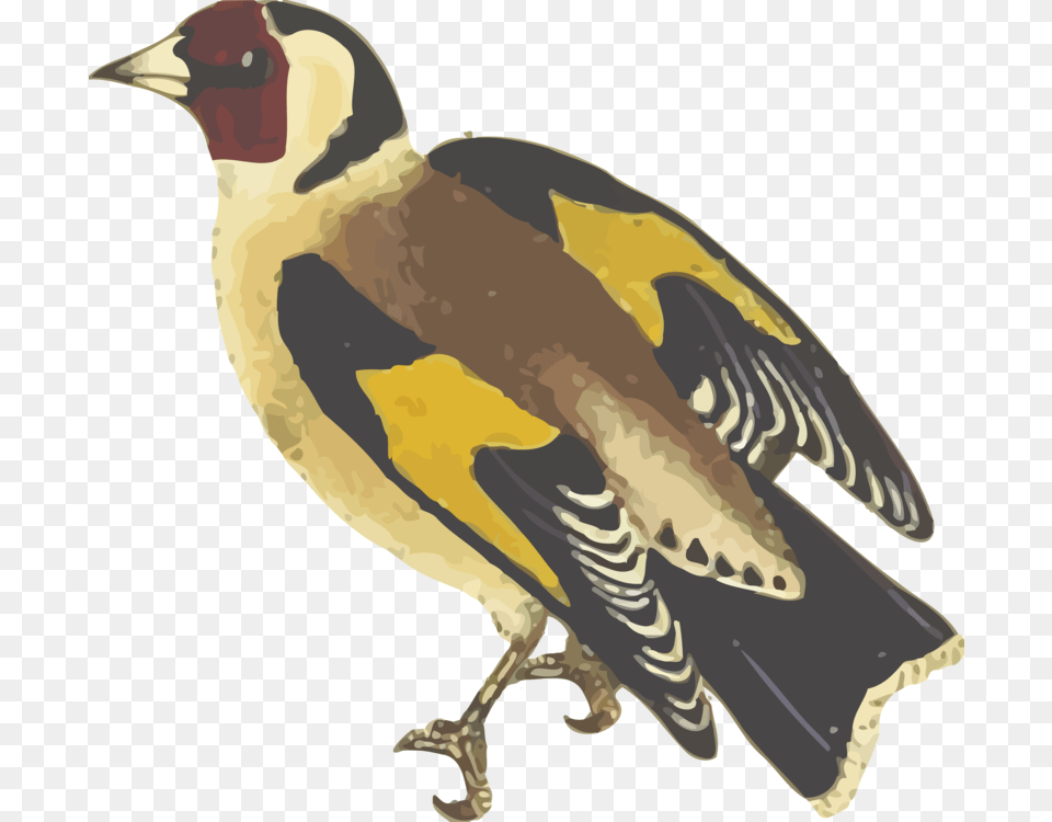Water Birdbeakbird Finch, Animal, Bird, Beak, Dinosaur Free Transparent Png