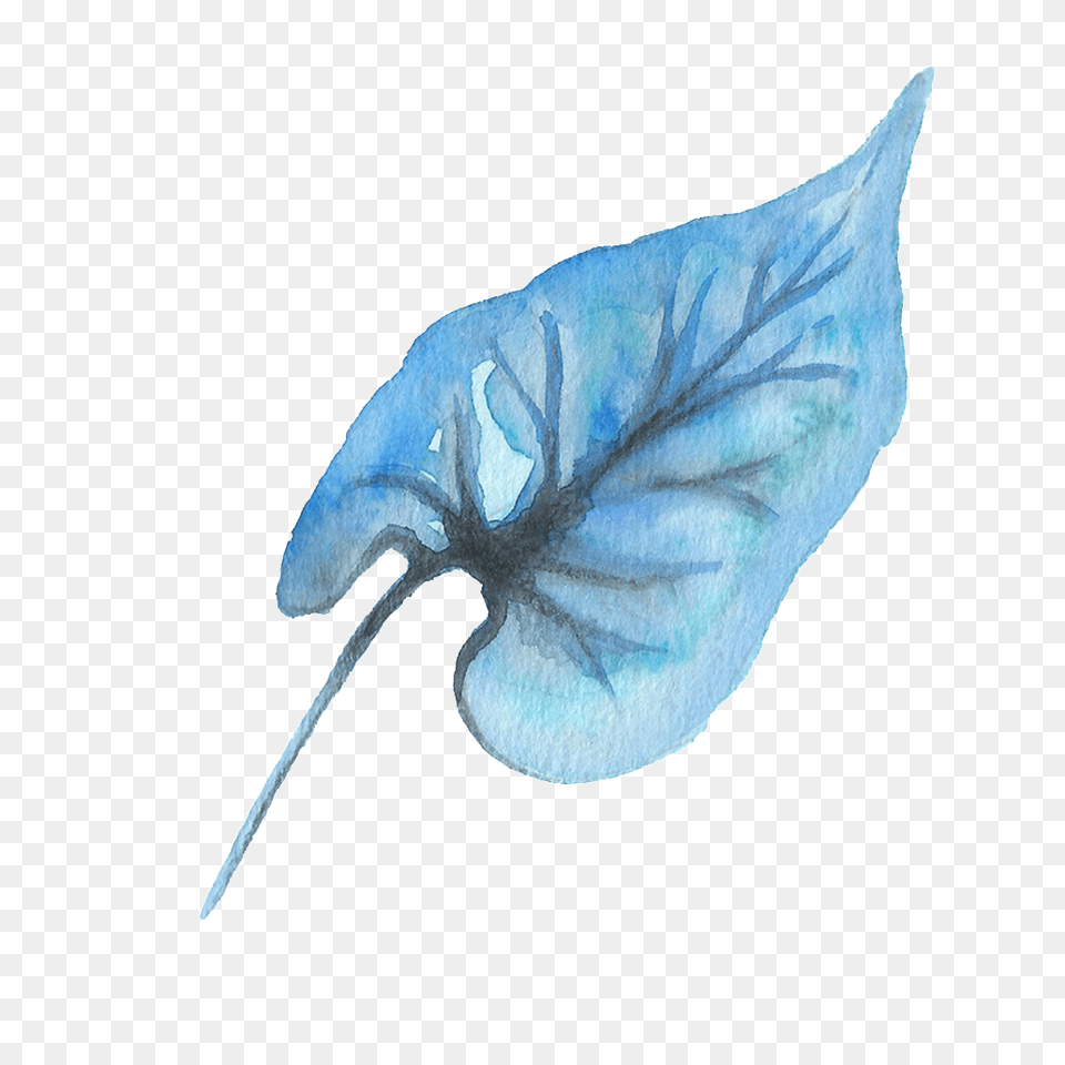 Water Blue Leaf Transparent Vector, Flower, Petal, Plant, Animal Free Png