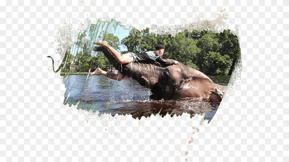 Water Buffalo, Vegetation, Plant, Adult, Person Free Transparent Png