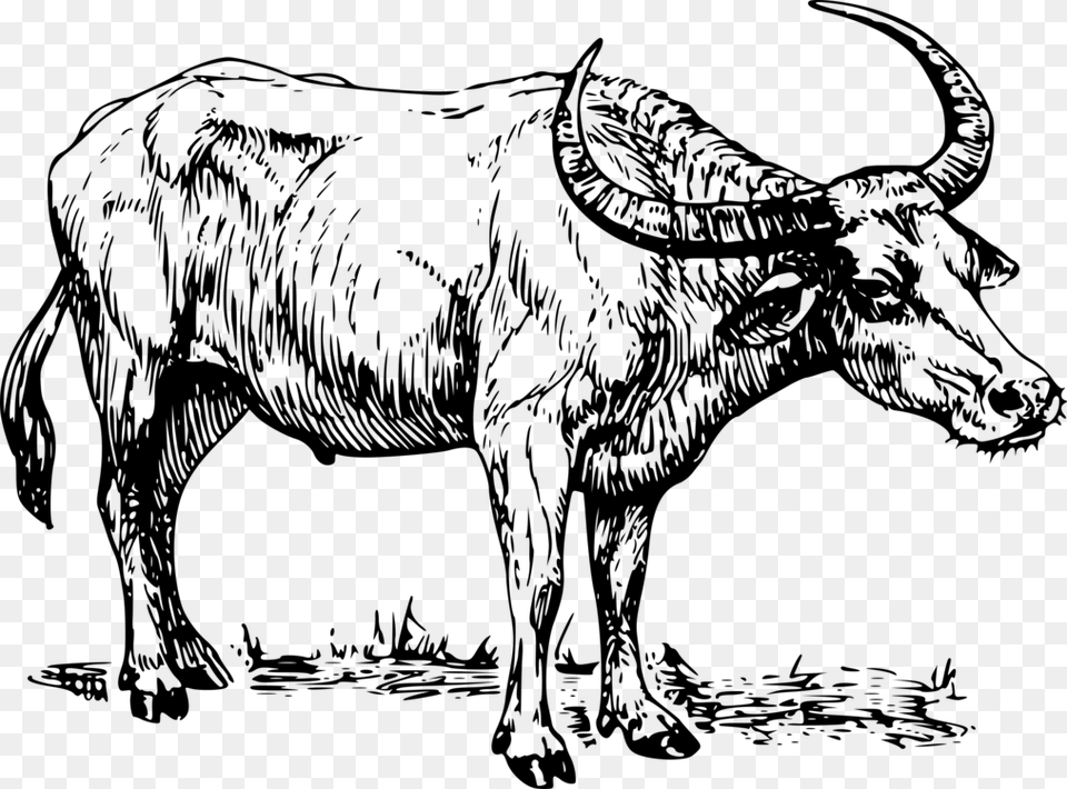 Water Buffalo Cape Water Buffalo Clipart Black And White, Gray Free Transparent Png