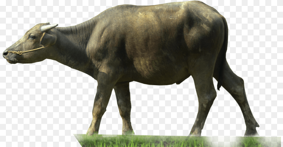 Water Buffalo Clip Art Water Buffalo, Animal, Bull, Cattle, Livestock Png