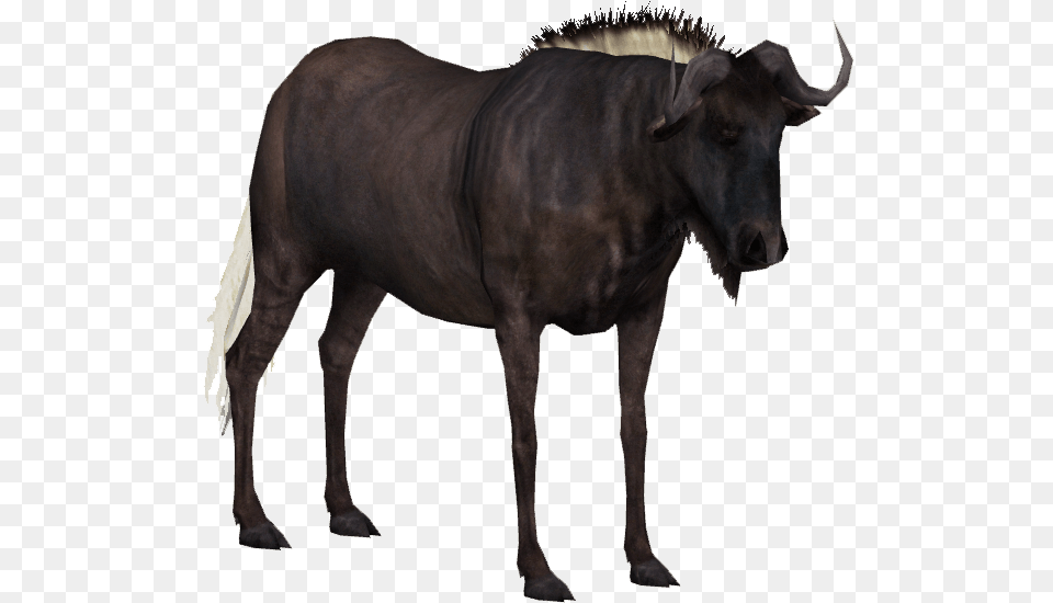 Water Buffalo Hd Photo Wildebeest Clear Background, Animal, Bull, Mammal, Cattle Free Transparent Png