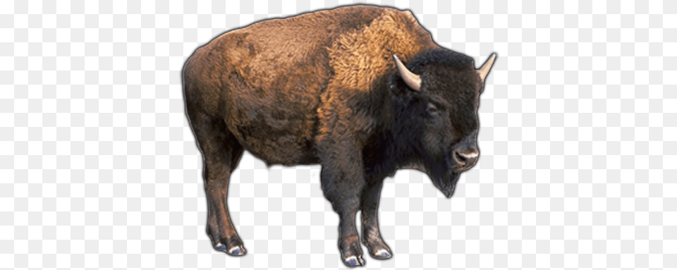 Water Buffalo Pic Buffalo, Animal, Mammal, Wildlife, Bison Free Png