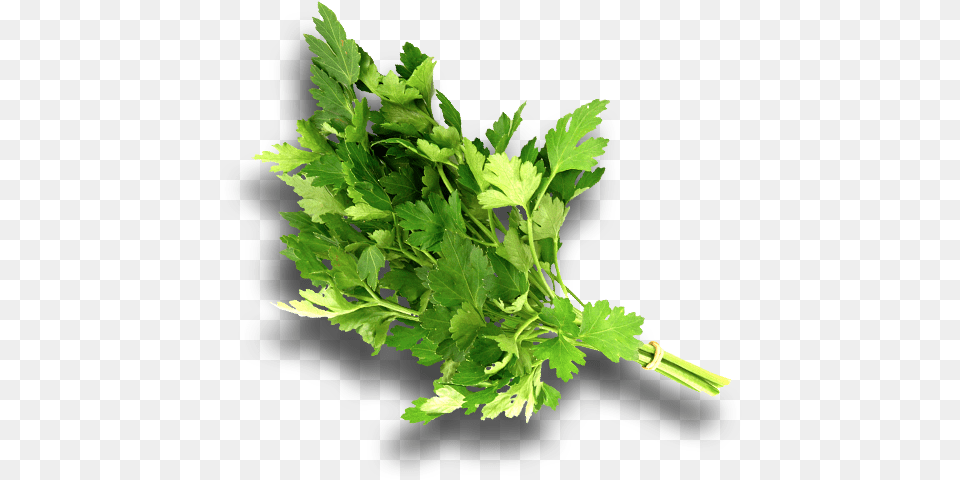 Water Celery, Herbs, Parsley, Plant Free Png