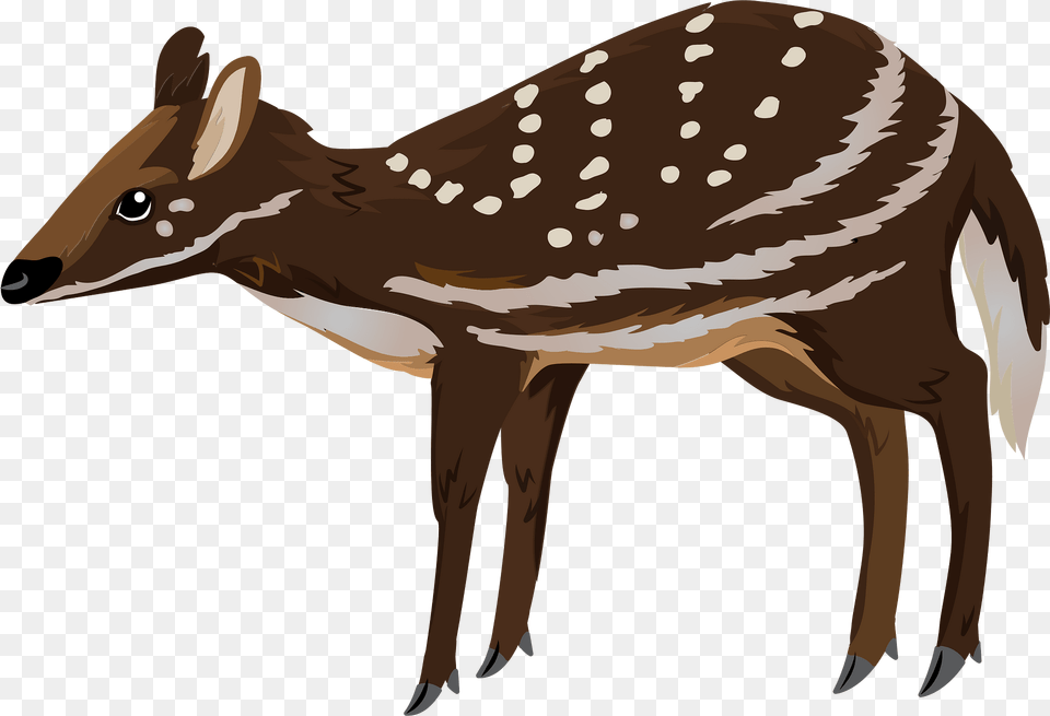 Water Chevrotain Clipart, Animal, Deer, Mammal, Wildlife Free Png Download