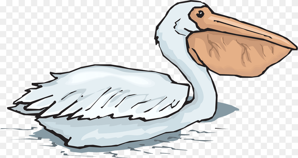Water Clipart, Animal, Bird, Waterfowl, Pelican Free Transparent Png