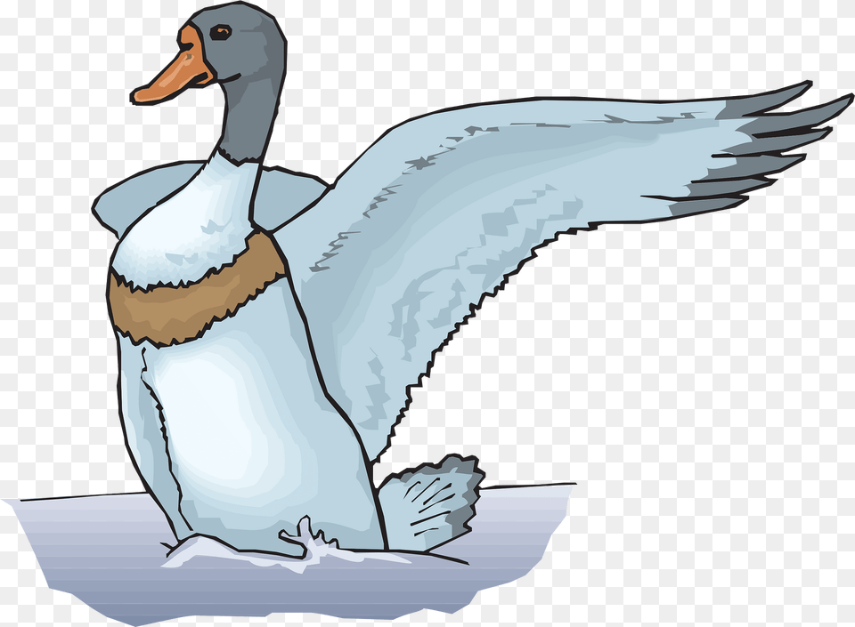 Water Clipart, Animal, Anseriformes, Bird, Waterfowl Free Png