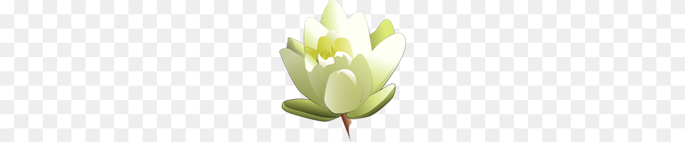 Water Clipart Water Icons, Flower, Lily, Plant, Petal Png