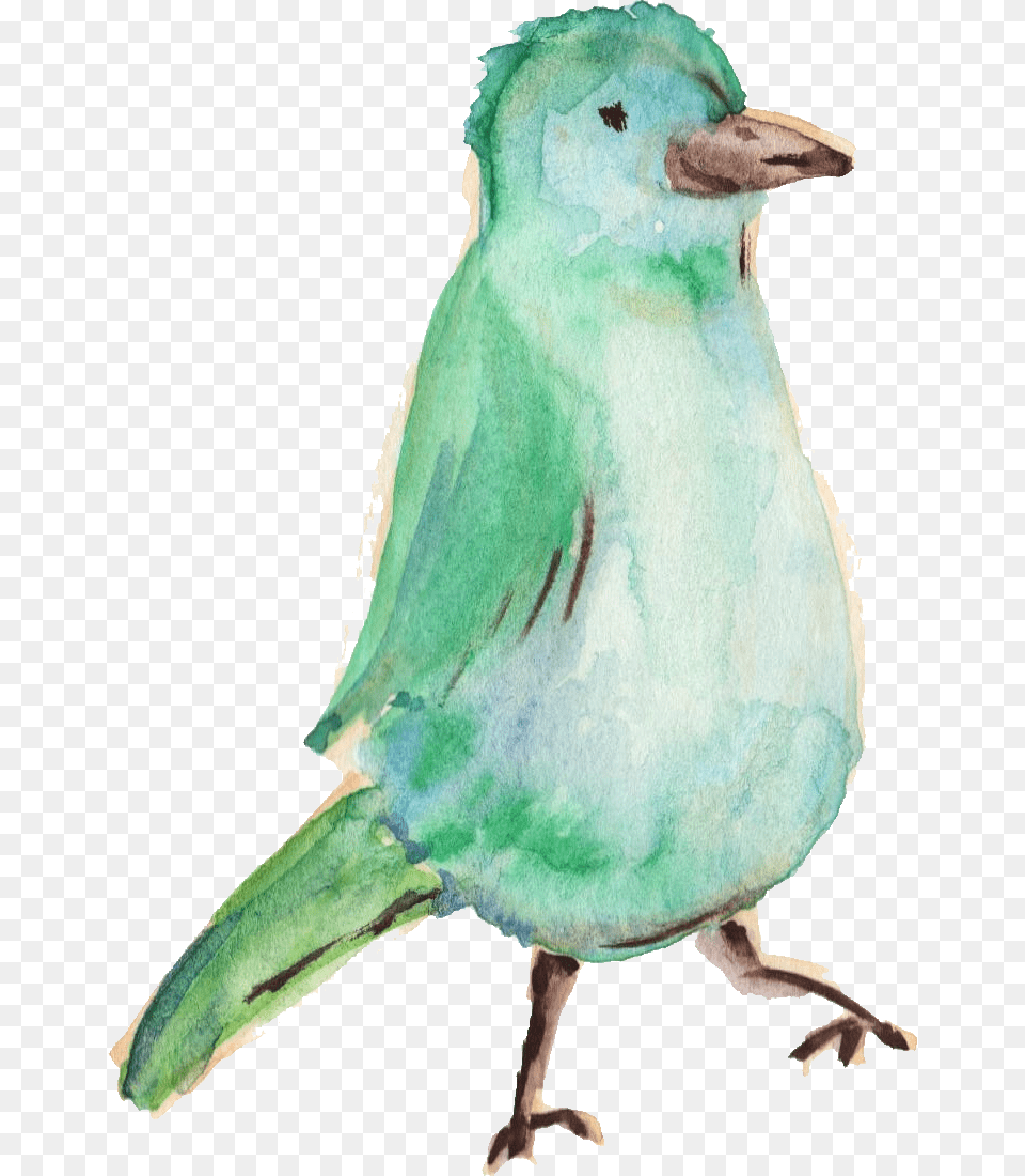Water Color Bird Bird Color Water, Animal, Beak, Finch, Jay Free Transparent Png