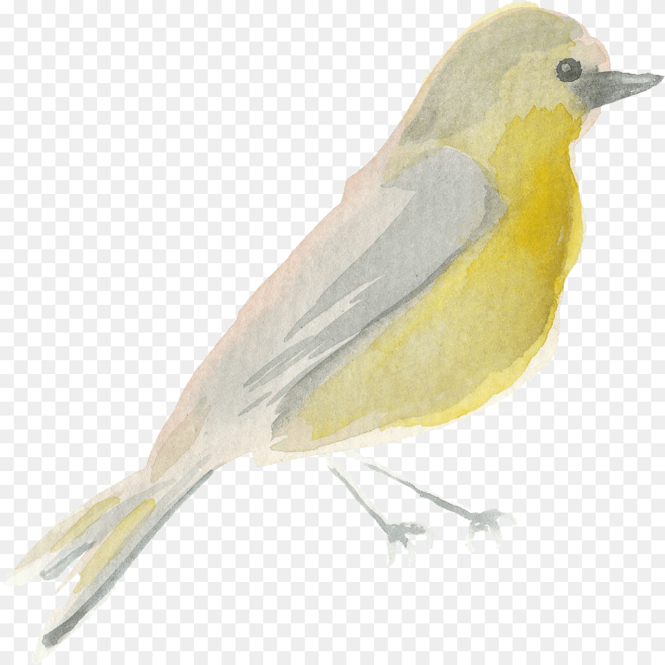 Water Color Bird Scarlet Tanager, Animal, Canary Png Image