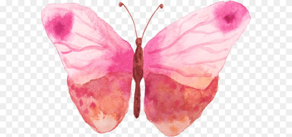 Water Color Butterfly, Flower, Petal, Plant, Person Free Png Download