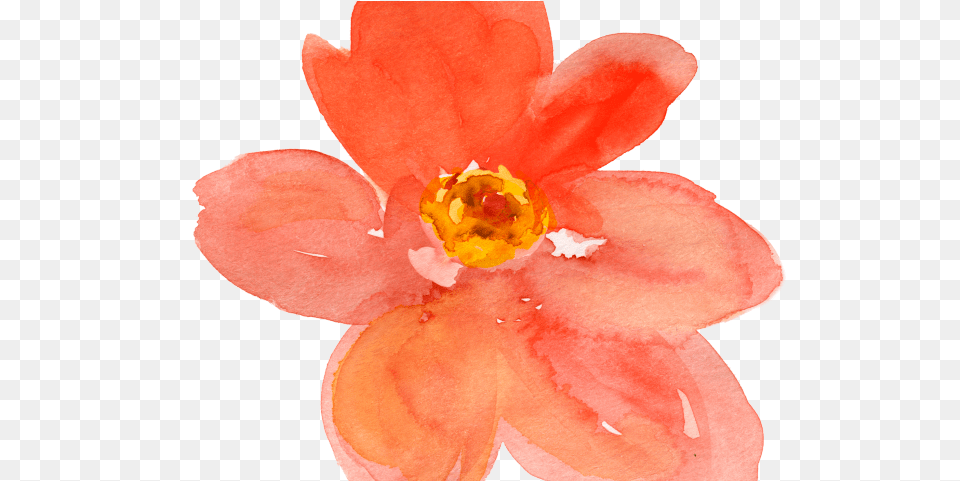 Water Color Clipart Peach Flower Clip Art, Anther, Petal, Plant, Anemone Png Image