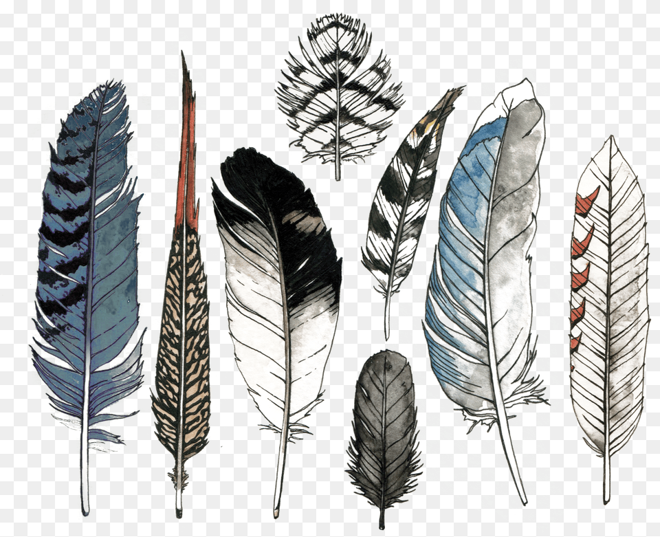 Water Color Feather Png Image