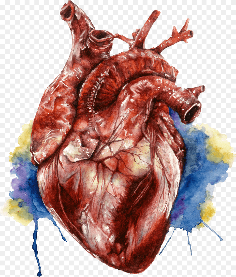 Water Color Heart, Food, Meat, Mutton Free Transparent Png