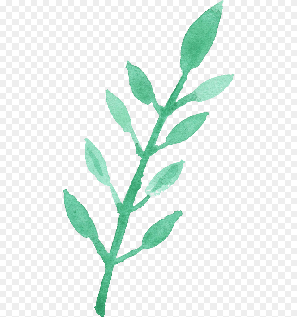 Water Color Leaf, Grass, Plant, Herbal, Herbs Free Transparent Png