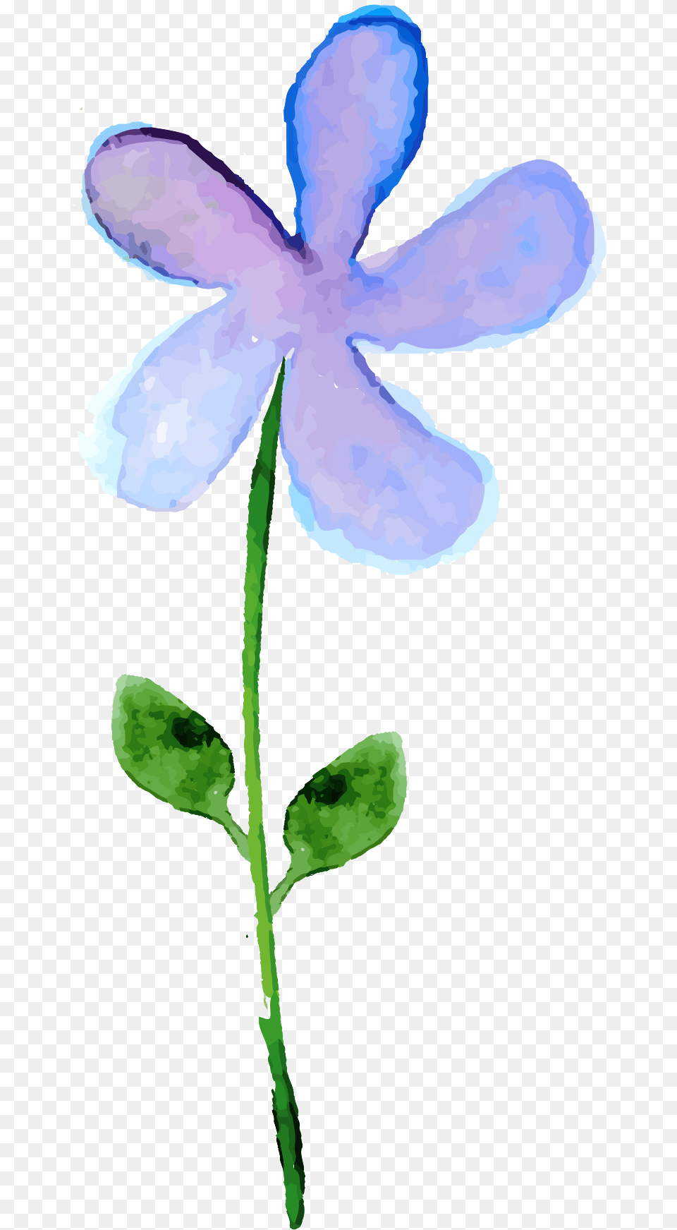 Water Colored Flower With Lovely, Plant, Petal, Anemone, Acanthaceae Free Transparent Png