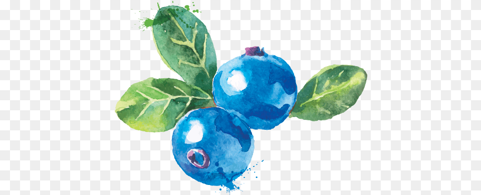 Water Colour Blueberry Transparent Watercolor Blueberries Transparent, Berry, Food, Fruit, Plant Png