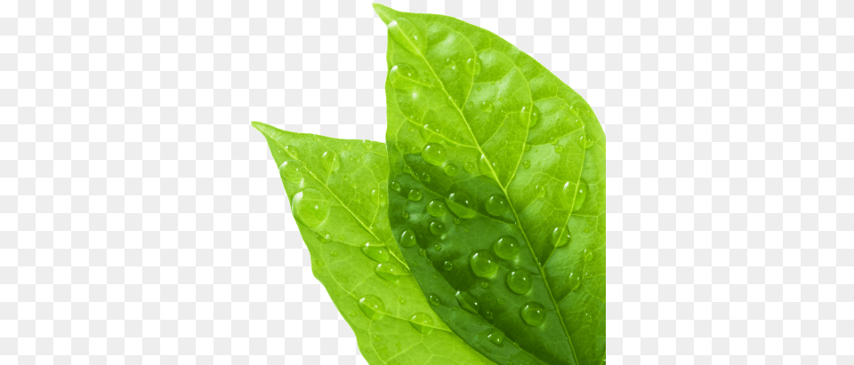Water Drop Leaves With Water Drop, Leaf, Plant Png
