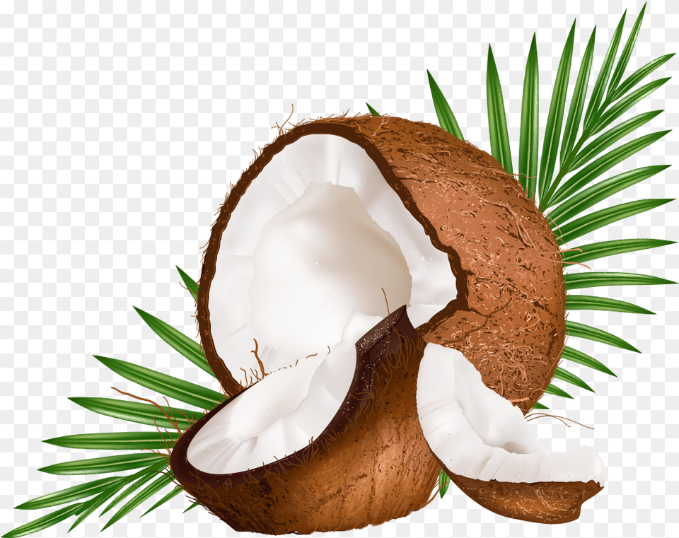 Water Euclidean Coconut Vector Milk Free Photo Vector Coconut Leaf, Food, Fruit, Plant, Produce Png Image