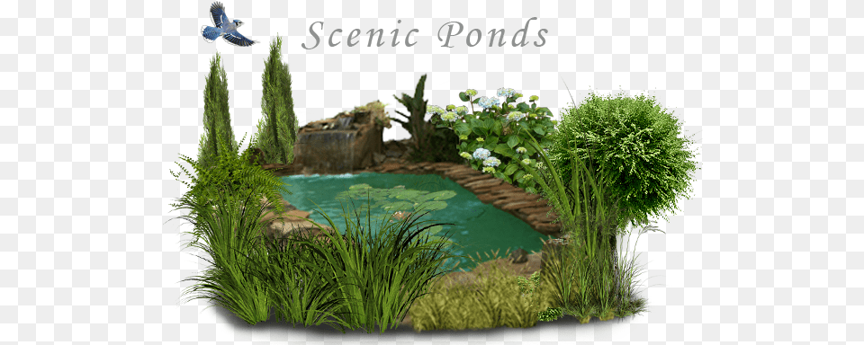 Water Features Ponds Water Pond Pond Transparent, Outdoors, Nature, Garden, Bird Free Png Download