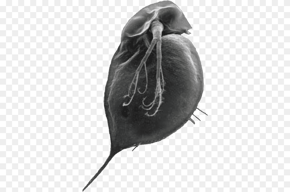 Water Flea Without A Pointed Helment And With A Small Water Flea, Animal, Fish, Sea Life, Shark Png Image