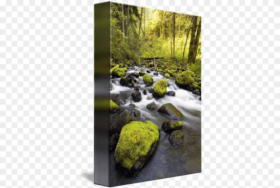 Water Flowing By Moss Covered Rocks In A Stream Design Pics Tributary, Outdoors, Plant, Nature, Creek Free Png