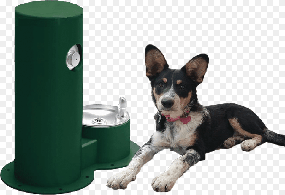 Water Fountain Drink Cool Cylinder, Architecture, Animal, Canine, Dog Png