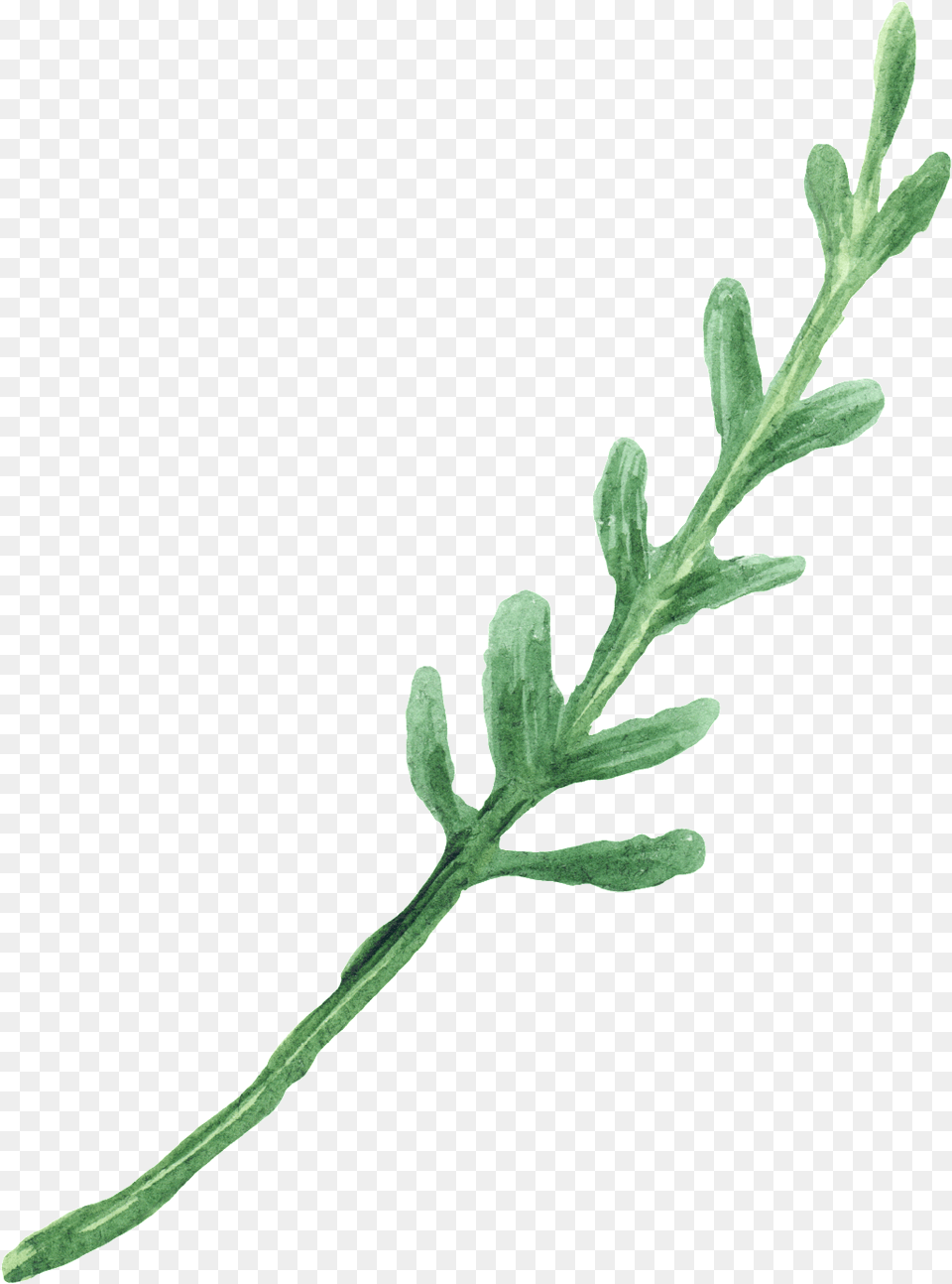 Water Green Foliage Decorative Jacobaea Vulgaris, Grass, Herbal, Herbs, Leaf Free Png Download
