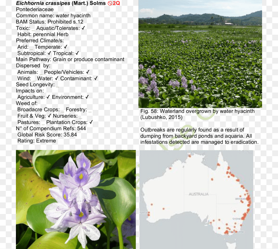 Water Hyacinth Map Viola, Flower, Plant, Outdoors, Nature Free Transparent Png
