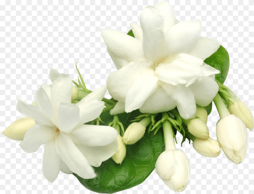 Water Jasmine, Flower, Plant, Rose Free Png