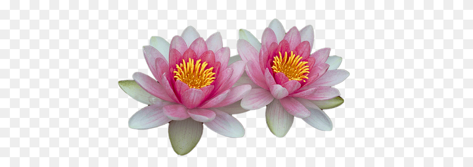 Water Lilies Flower, Lily, Plant, Pond Lily Png Image