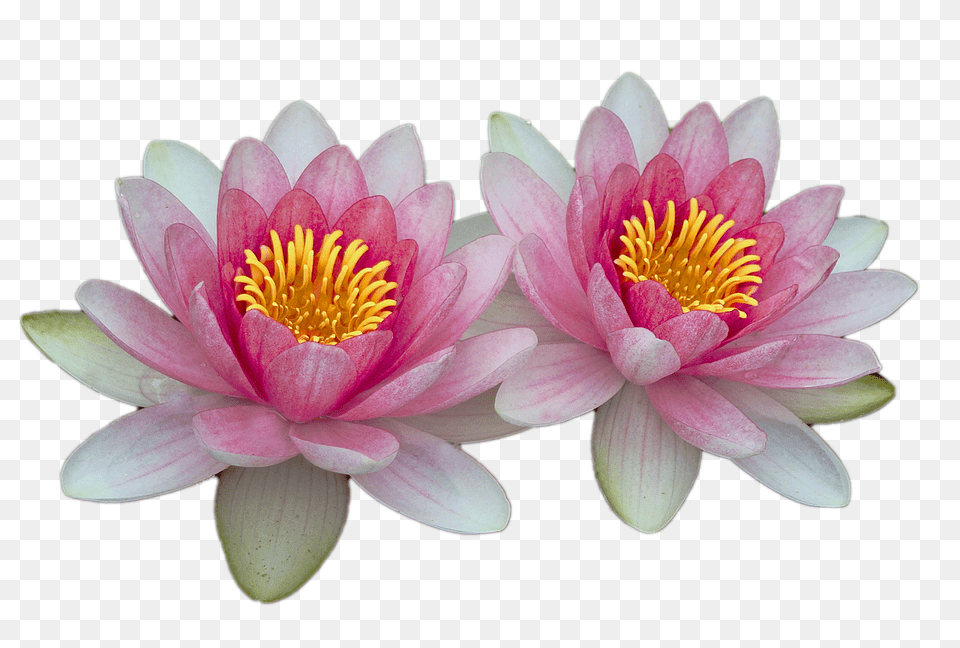 Water Lilies Flower, Lily, Plant, Pond Lily Png Image