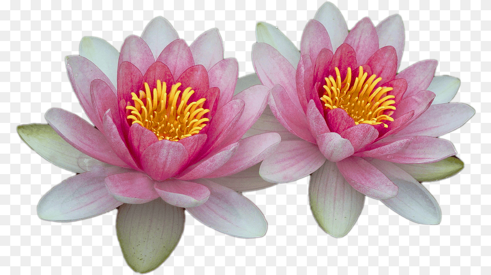 Water Lilies Image, Flower, Lily, Plant, Pond Lily Png